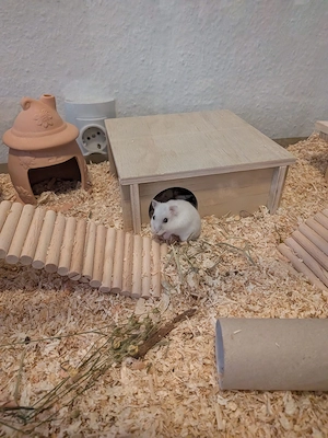 Hamster Weibchen sucht neues zu Hause 