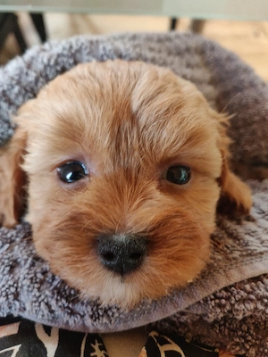 Shih Tzu Pudel Mix ( Shih Poo )