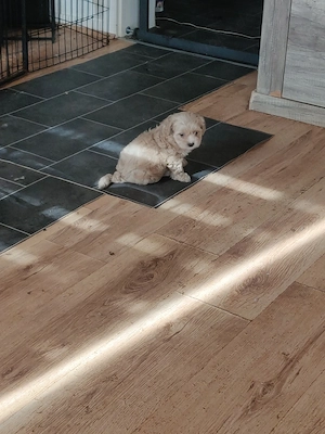 Shihpoo  Welpen (ähnlich Maltipoo)