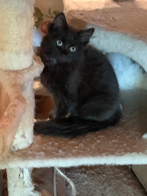 Maine Coon Kitten sind zum Auszug bereit