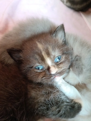 Glückskatze kitten bkh mit Flecken rote Getiegert  Whiskas Schnee 
