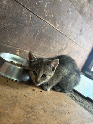 Kitten suchen ein schönes zuhause 