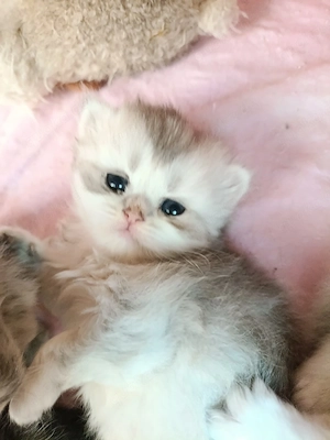 bkh kitten silver shadet Point Glückskatze weiß Schnee 