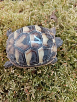  kleine griechische Landschildkröten - Nachzucht von 2025