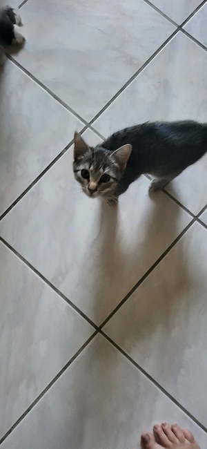 Bengal Mix Mädchen,  Hundegewöhnt