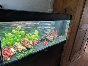 Aquarium juwel rio 180 mit WRGB chihiros 1000 und Extras