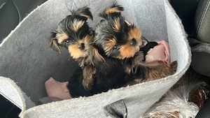 Hundewelpen suchen ein neues neues zu Hause 
