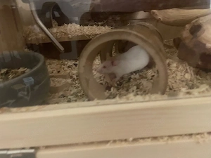 Albino Farbmäuse