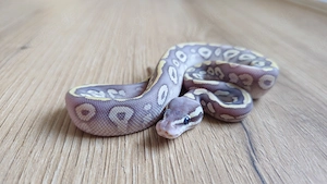 1.0 Super Phantom Pastel ENZ 06 26 Blue-Eyed-Lucy