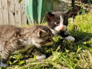 Main Coon Mix Kätzchen