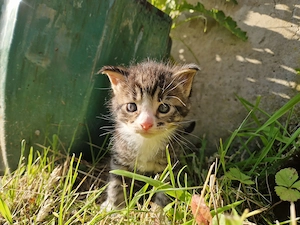 Main Coon Mix Kätzchen