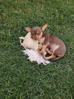 Mini Chihuahua Rüde 