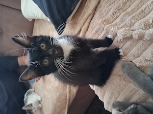 Kleiner Kater 14 wochen 