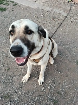 Kangal Hündin 2 Jahre alt 