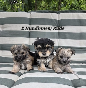 Morkie  Yorkshire-Malteser welpen   Chip