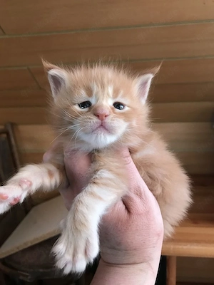 Wunderschöne Maine Coon Katze 