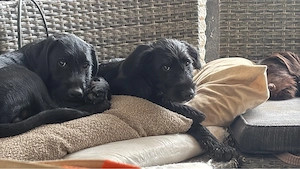 deutsch drahthaar schnauzer welpe 