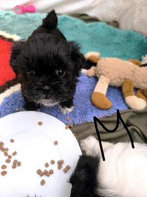 ShihTzu welpen