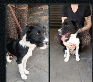 IN DEUTSCHLAND Border Schnauzer Welpe Hündin 4,5Mon 11kg 40cm  