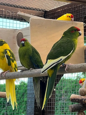 Nestjunge Ziegensittiche abzugeben 