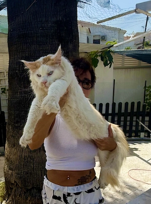 Wunderschöner riesiger blauäugiger Maine Coon Kater