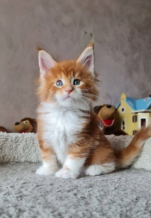Max und Luna, Maine-Coon-Kätzchen