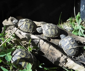 Griechische Landschildkröten, Breitrandschildkröten, Steppenschildkröten