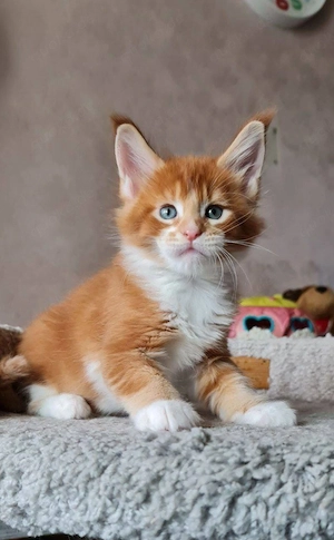 Rot-weiße, reinrassige Maine-Coon-Kätzchen, männlich und weiblich