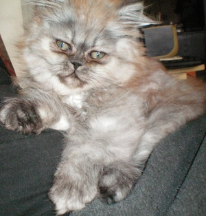 Reinrassige Perserkitten, Perserkätzchen, Perserbaby, Perserkatze.