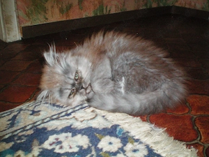 Reinrassige Perserkitten, Perserkätzchen, Perserbaby, Perserkatze.