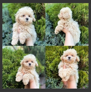 Maltipoo Welpen