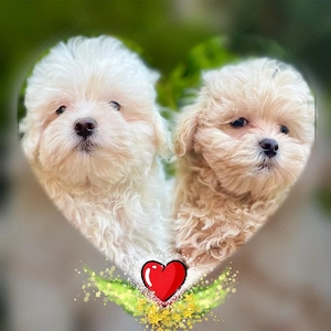 Maltipoo Welpen