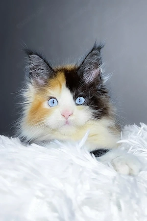 Ein süßes, 3 Monate altes Maine-Coon-Kätzchen sucht ein liebevolles Zuhause für immer.     Wir stell