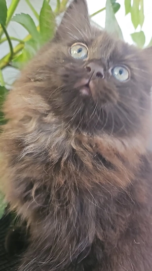 Kitten Perserkatze