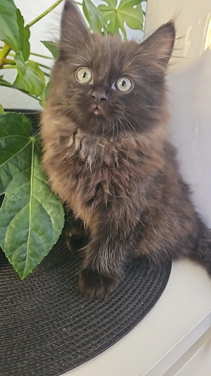 Kitten Perser Birma Mix