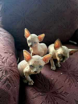 KanadischeSphynx-Kitten mit Stammbaum 