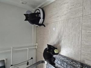Katzenbabys suchen ein Zuhause