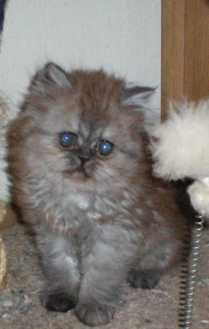 Reinrassige Perserkitten, Perserkätzchen, Perserbaby, Perserkatze.