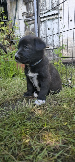 Mischlingswelpe (Husky-Schäferhund-Podenco-Labrador-Mix)