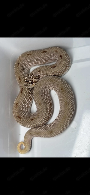Heterodon nasicus, Hakennasennattern Lavender Arctic Lavender Coral Het Lavender