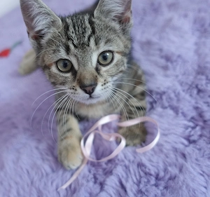 Zwei süsse Kitten