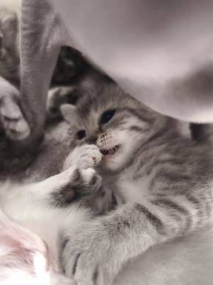  BKH Sphynx Mix Kitten 
