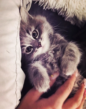 BKH x BLH zuckersüße Kuschelbärchen 