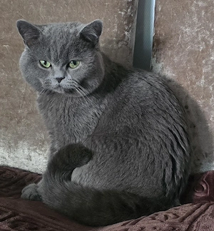 britisch Kurzhaar Kater