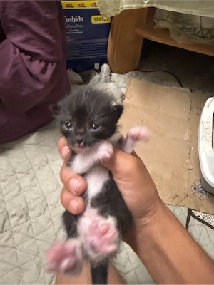 katze verschiedene 5 stück haben wir 
