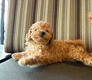 Wunderschöne Maltipoo-Welpen