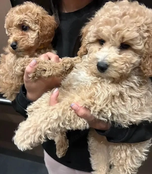Wunderschöne Maltipoo-Welpen