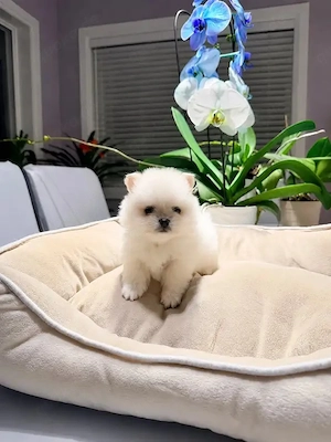 Zwergspitz-Pomeranian welpen