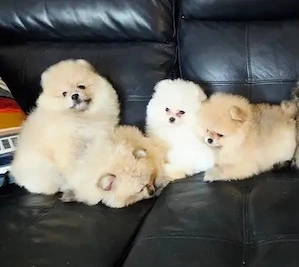 Zwergspitz-Pomeranian welpen