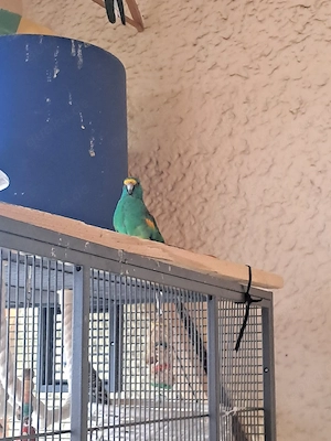 gebe meine vögel ab! 